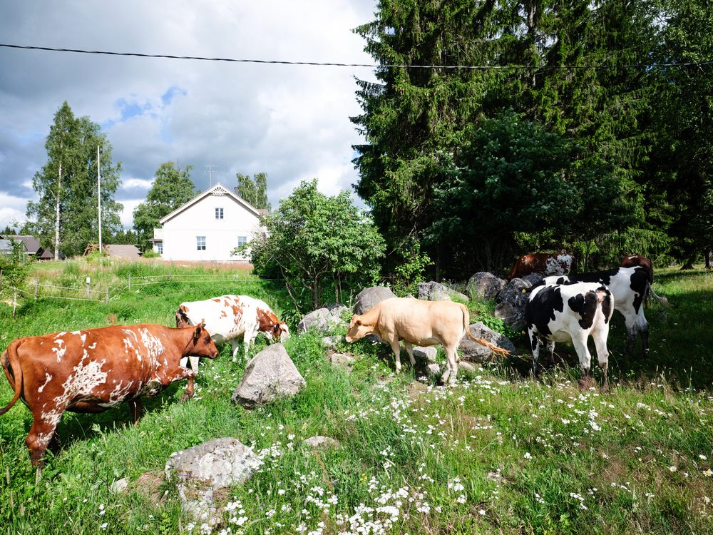 valio-nguon-goc-xuat-xu